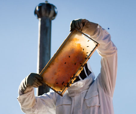 Beekeeping on Melbourne’s Rooftops